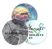 Role of tissue engineering in oral & maxillofacial surgery – a review