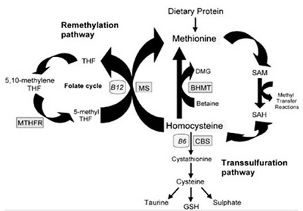 Serum homocysteine levels and the risk of Osteoporosis