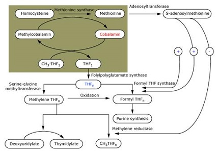 Role of Estimation of Serum Ferritin, Vitamin B12 and Folic Acid in Management of Beta Thalassemic Children